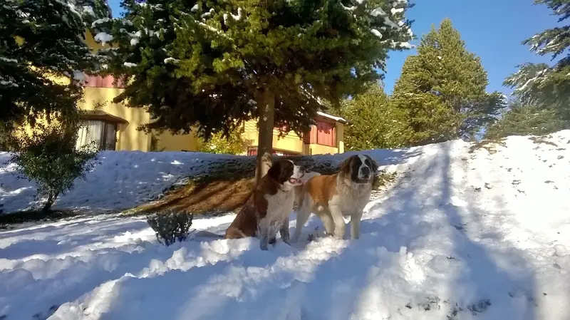 Los perros de la casa, en la nieve